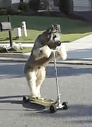 Image Source: http://a9.vietbao.vn/images/vi902/2011/6/22023781-20110602102023_scooter-dog.jpg