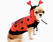 Now THIS definitely counts as a pet.