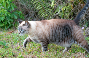 NOT my cat. But note the tummy.