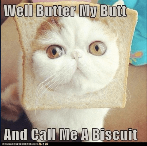 Image Source: http://www.hilarioustime.com/images/04/Well-butter-my-butt-funny-cat-with-bread-on-its-head.jpg