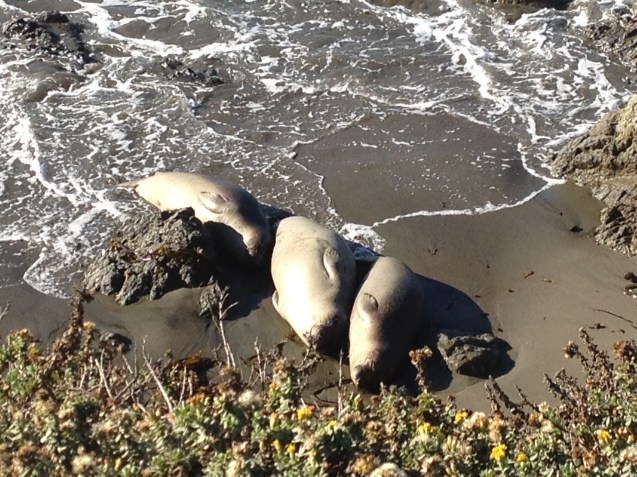 © 2013 pithypants.com