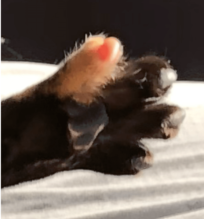 A little cat paw waves hello